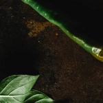 Обучающий материал по анализу игровой механики слота Hot Chilli