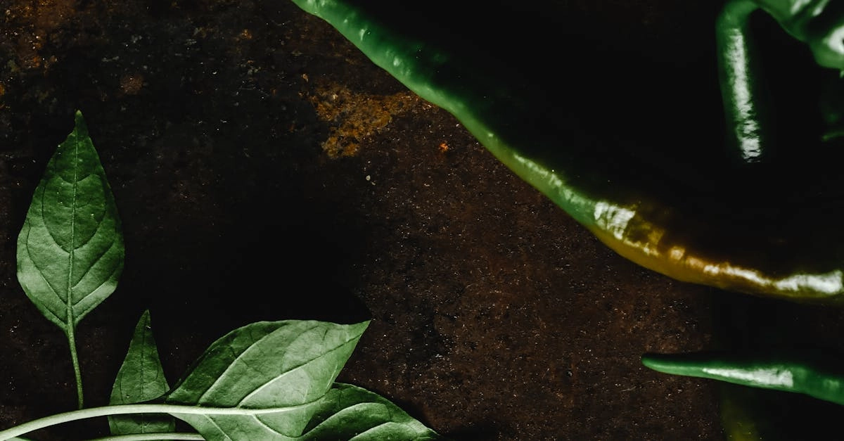 Обучающий материал по анализу игровой механики слота Hot Chilli